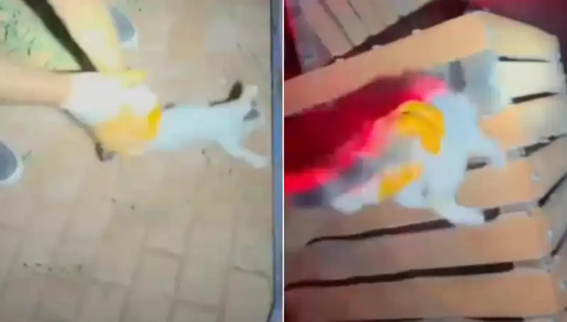 Gece Yarısı İtfaiyeden Kedi Kurtarma Operasyonu: Kahramanlık Anları