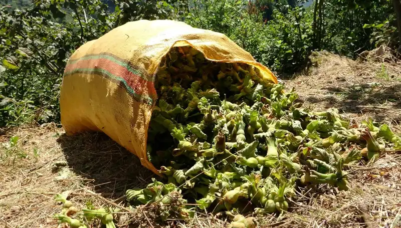 Giresun'da Fındık Hasadı: Verim ve Kalite Beklentisi Yükseliyor