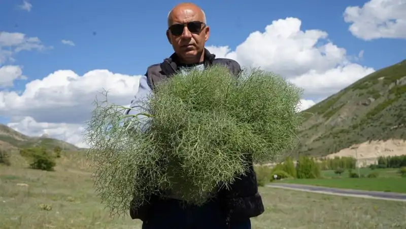 Doğanın Protein Deposunu Toplamak İçin 15 Kilometre Yürüyenler