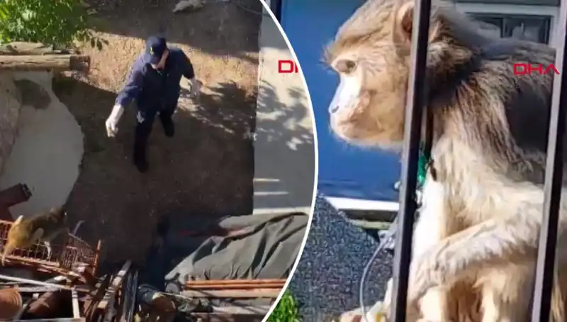 Muğla'da Olay Yaratan Maymun Kovalamacası: Mahalleli Neler Yaşadı?