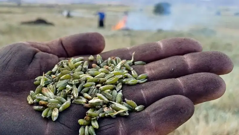 Firik Sezonu Başladı: Doğanın Lezzet Sırrını Keşfedin!