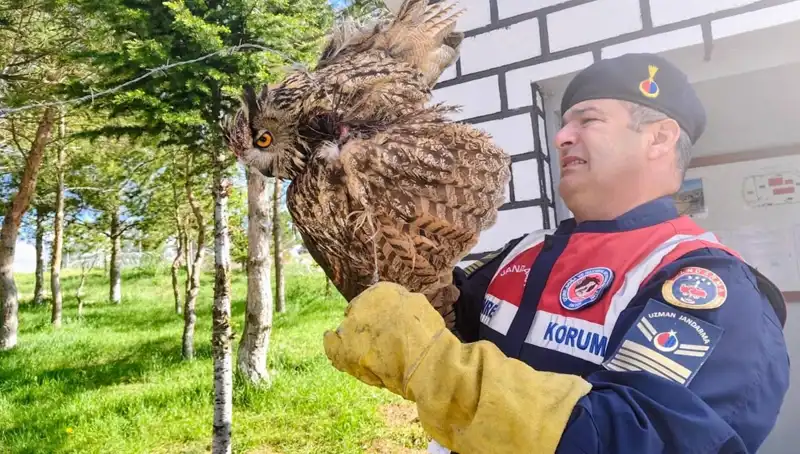 Puhu Kuşu Dikenli Tellere Takıldı, Hayatı Kurtarıldı!