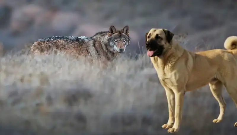 Kangal Köpeğine Olan İlgi Artıyor: Kurt Popülasyonu Neden Etkili?