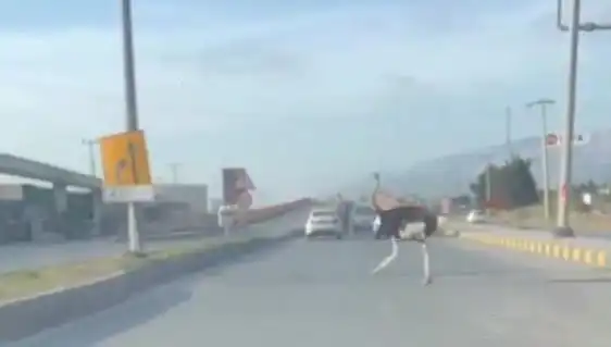 Trafikte Deve Kuşu Görülmesi Sürücüleri Şaşırttı: O Anlar Kaydedildi