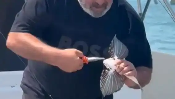 Saros'ta Nadir Kırlangıç Balığı Oltaya Takıldı: Balıkçıları Şaşırttı!