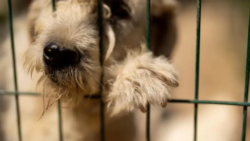 İş Stresi, Evcil Hayvanlarımızı Negatif Etkiliyor: Köpekler Üzerindeki Etkileri