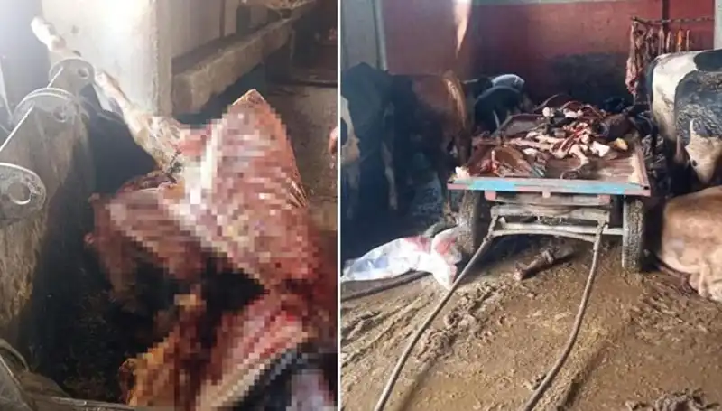 Adana'da 2,5 Ton At Eti Çetesi Çökertildi! 4 At Son Anda Kurtarıldı
