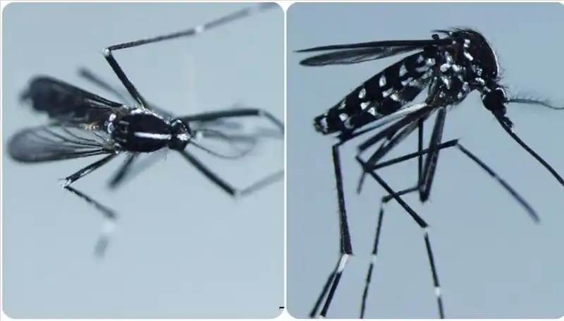Chikungunya Virüsü Hakkında Bilmeniz Gerekenler: Belirtileri ve Bulunduğu Ülkeler