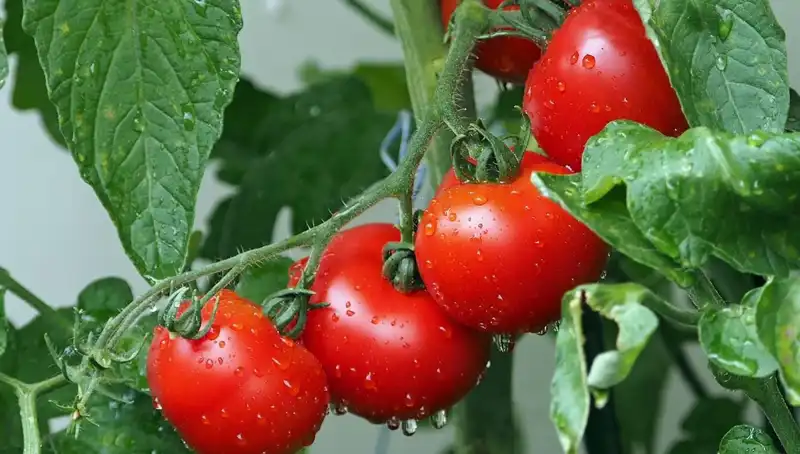 Domateslerin Geçmişine Yolculuk: İnsanlarla İlişkisi Nasıl Şekillendi?