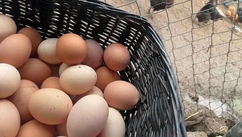Okulların Açılmasıyla Ucuz Protein Arayışı: "Mayıs Çukuru"nda Çözüm Var!