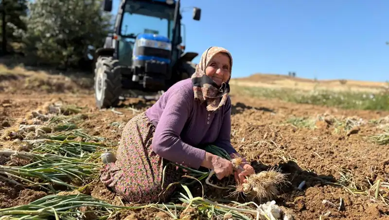 Selenyum Zengini Ürün: Günlük Bin 200 Liraya Tarladan Tükeniyor!