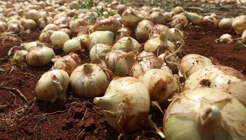 Hatay'da Soğan Hasadı Başladı: Rekolte Çiftçinin Yüzünü Güldürüyor!