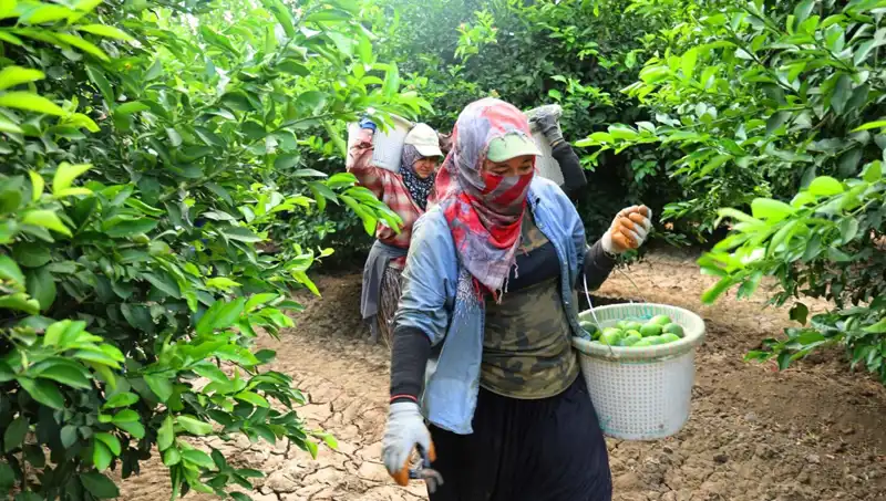 Marketlerde Patates Fiyatı 150 Lirayı Aştı: Yeni Hasat Fırsatı