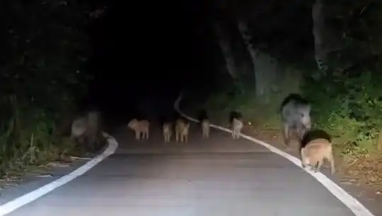 Elazığ'da Domuz Sürüsü Yolda Büyülü Bir Manzara Yaratıyor!