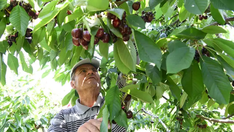 Çay Bardağına Sığmayan "Lapseki Devi": Dev Karidesin Hikayesi
