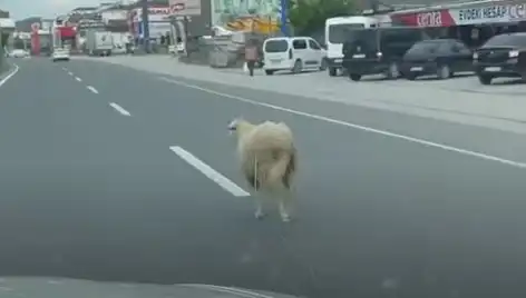 Yalova'da Kurbanlık Hayvan Kaçışı: Trafik Kaosuna Yol Açtı!