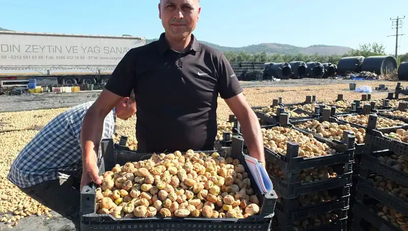 Balıkesir'de Hasat Sezonu: Çin ve Rusya'ya Balık İhracatı Hız Kazandı