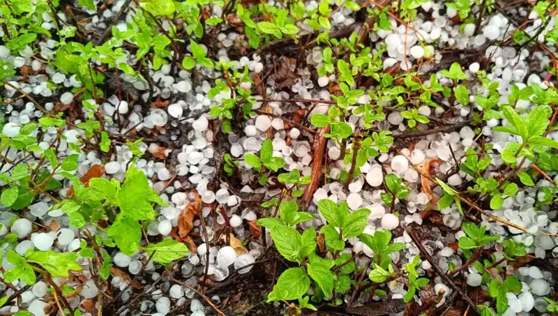 Temmuz Ortasında Gelen Dolu, Tarım ve Hayvancılığı Nasıl Etkiledi?